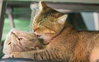 a cat that is laying down next to another cat