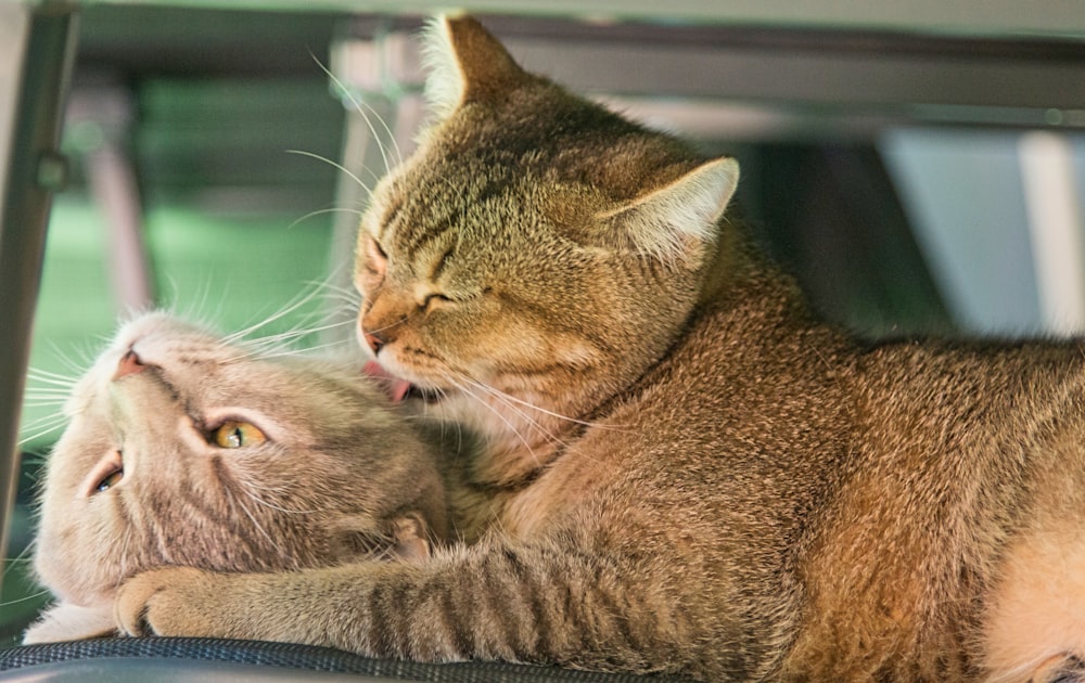 a cat that is laying down next to another cat