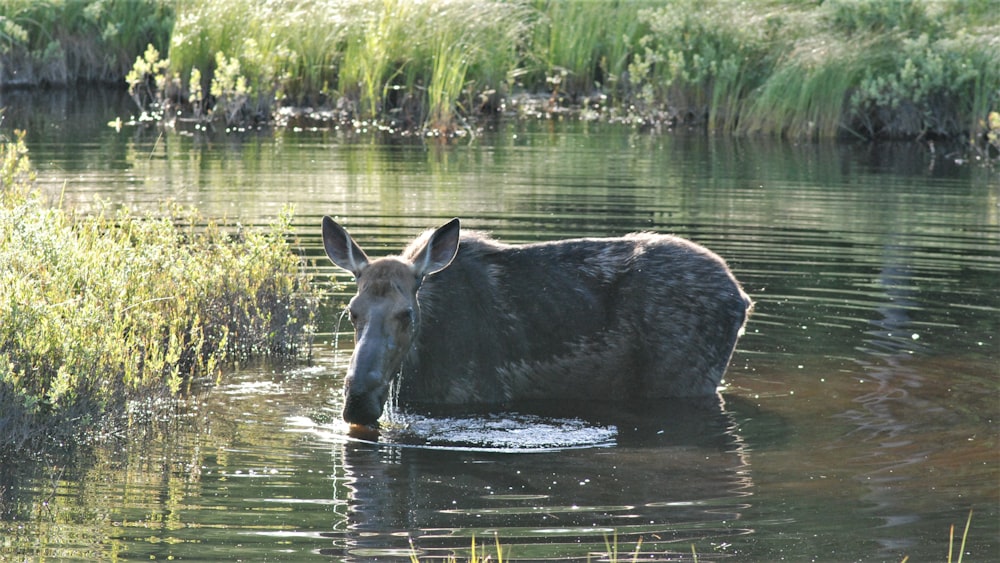 a cow is wading through the water