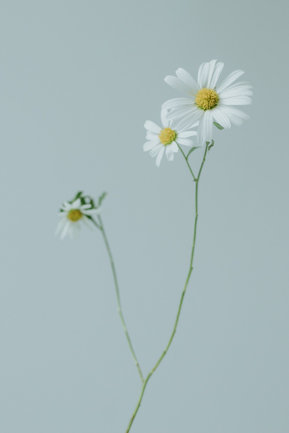 two daisies in a vase on a table