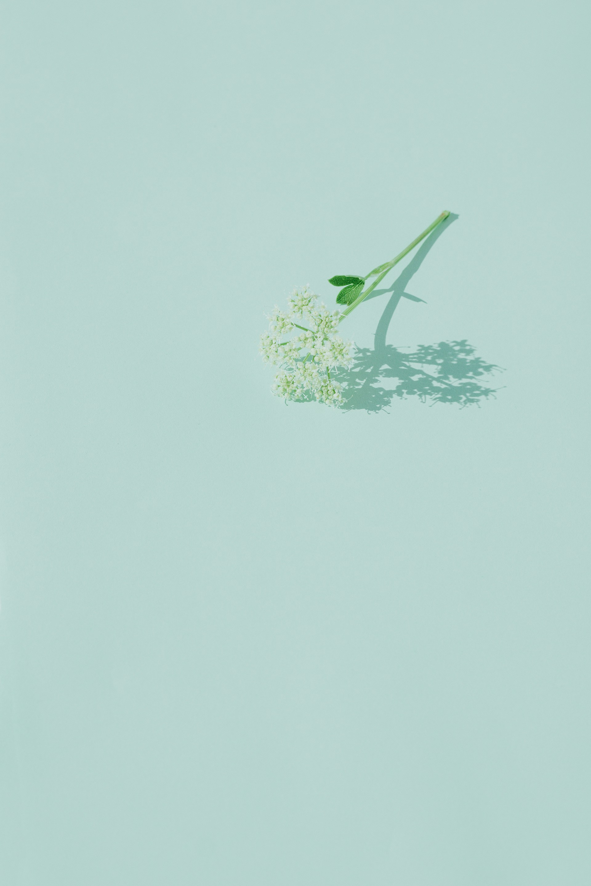 a single flower on a light blue background
