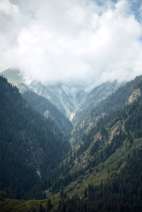 A lush mountain valley covered with dense evergreen forests, with low-lying clouds partially obscuring the peaks and diffusing sunlight through the mist.