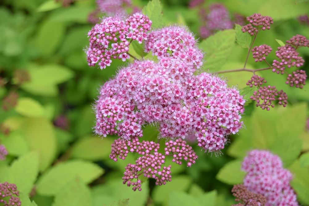 a close up of a bunch of pink flowers