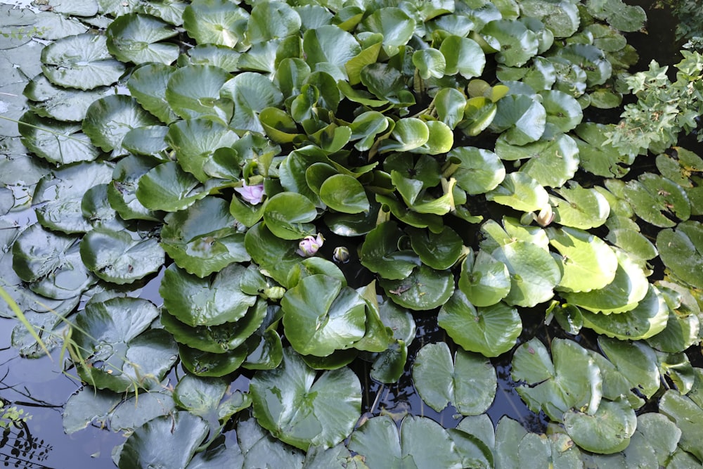 a pond filled with lots of green leaves