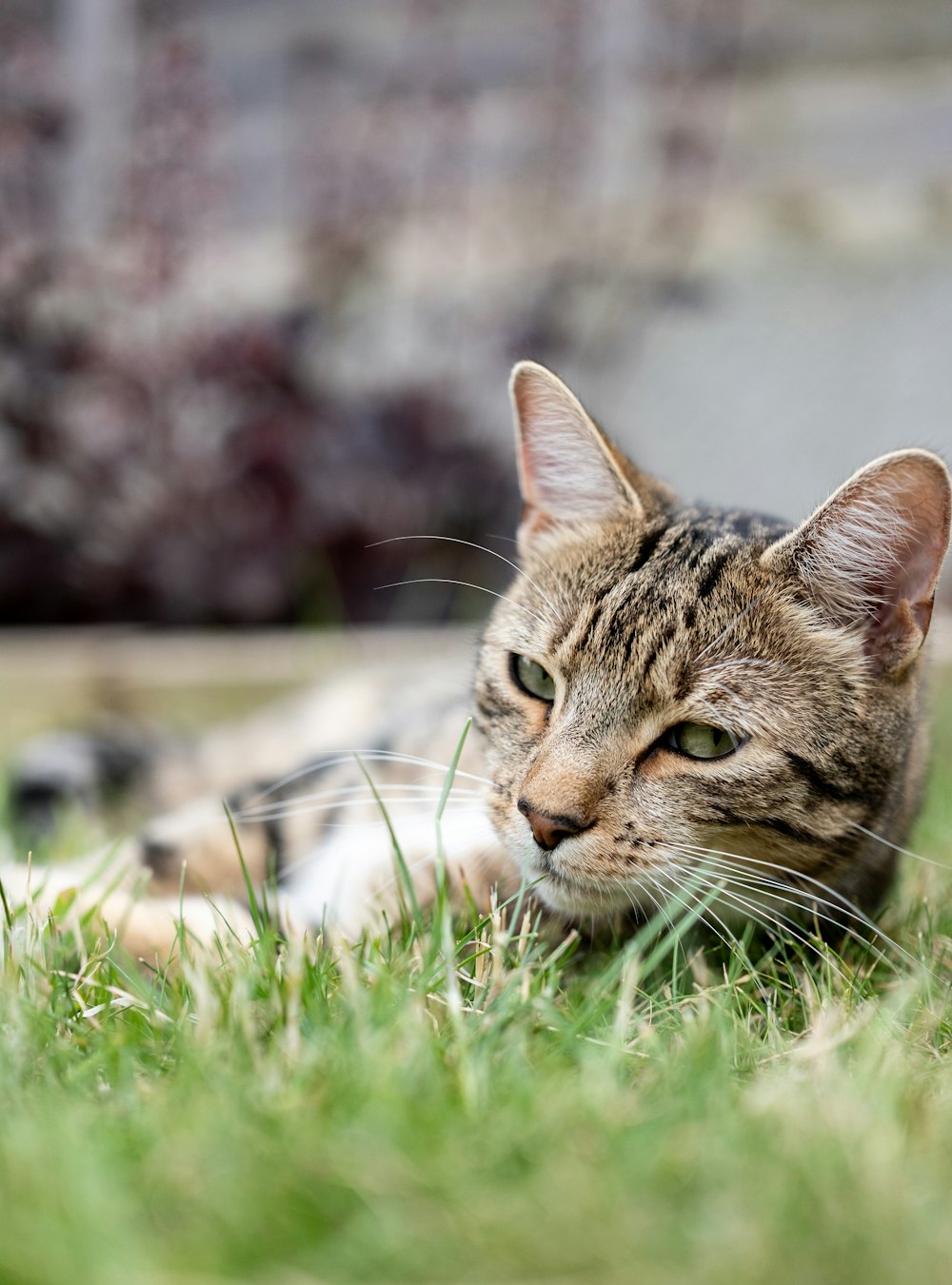 a cat laying in the grass looking at the camera