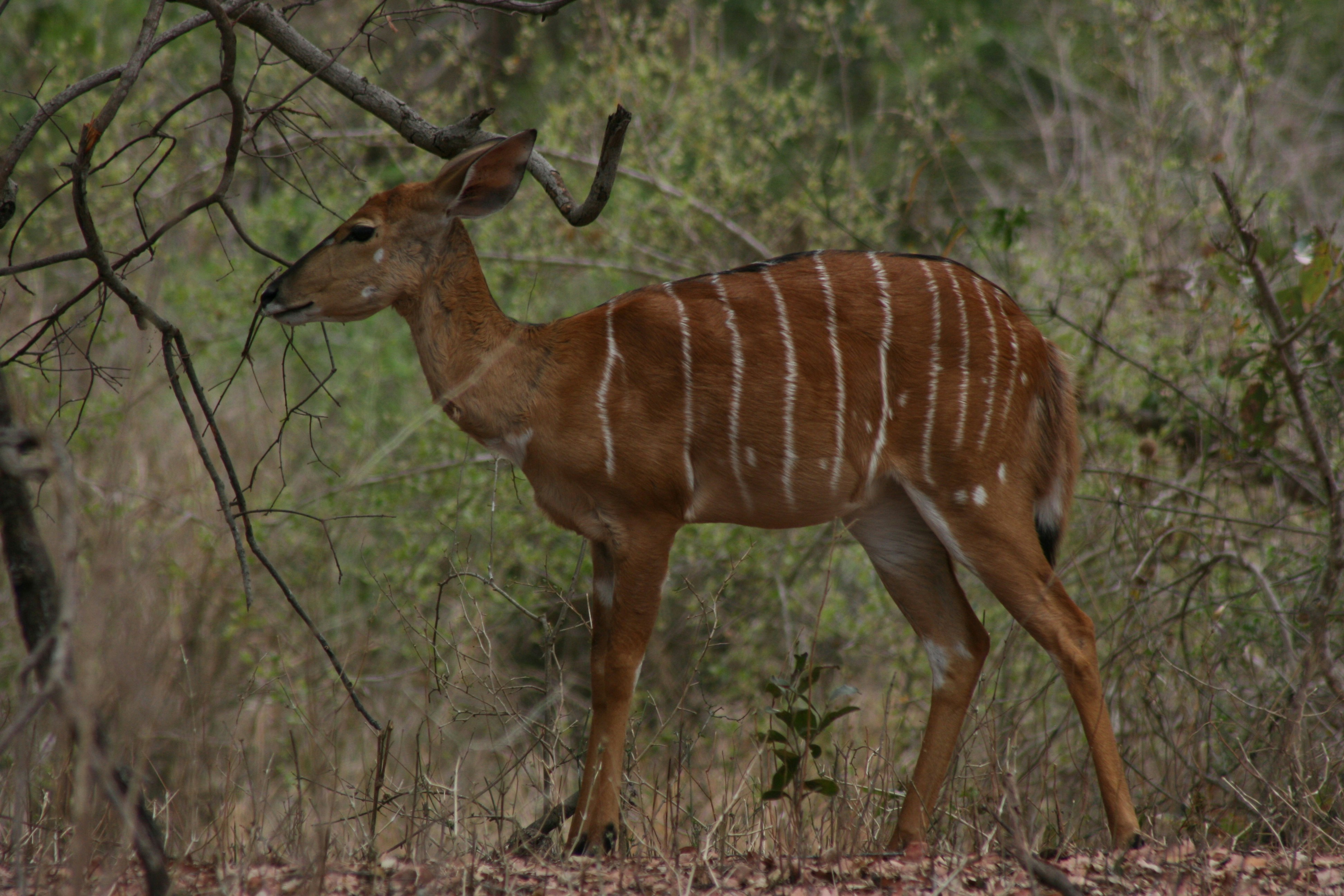 a small deer standing in the middle of a forest