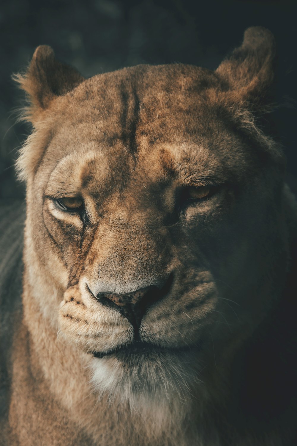 a close up of a lion with a black background