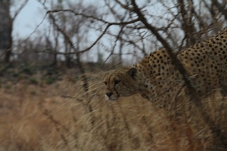A cheetah is stealthily moving through dry, sparse grasslands, partially obscured by barren branches. Its spotted fur blends into the environment, suggesting a hunting or stalking behavior.