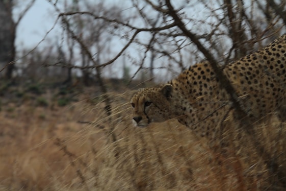 A cheetah is stealthily moving through dry, sparse grasslands, partially obscured by barren branches. Its spotted fur blends into the environment, suggesting a hunting or stalking behavior.