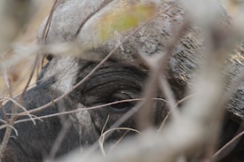 A close-up view of a buffalo's eye, partially obscured by branches. The texture of the buffalo's hide is visible, with a mix of gray and dark tones.