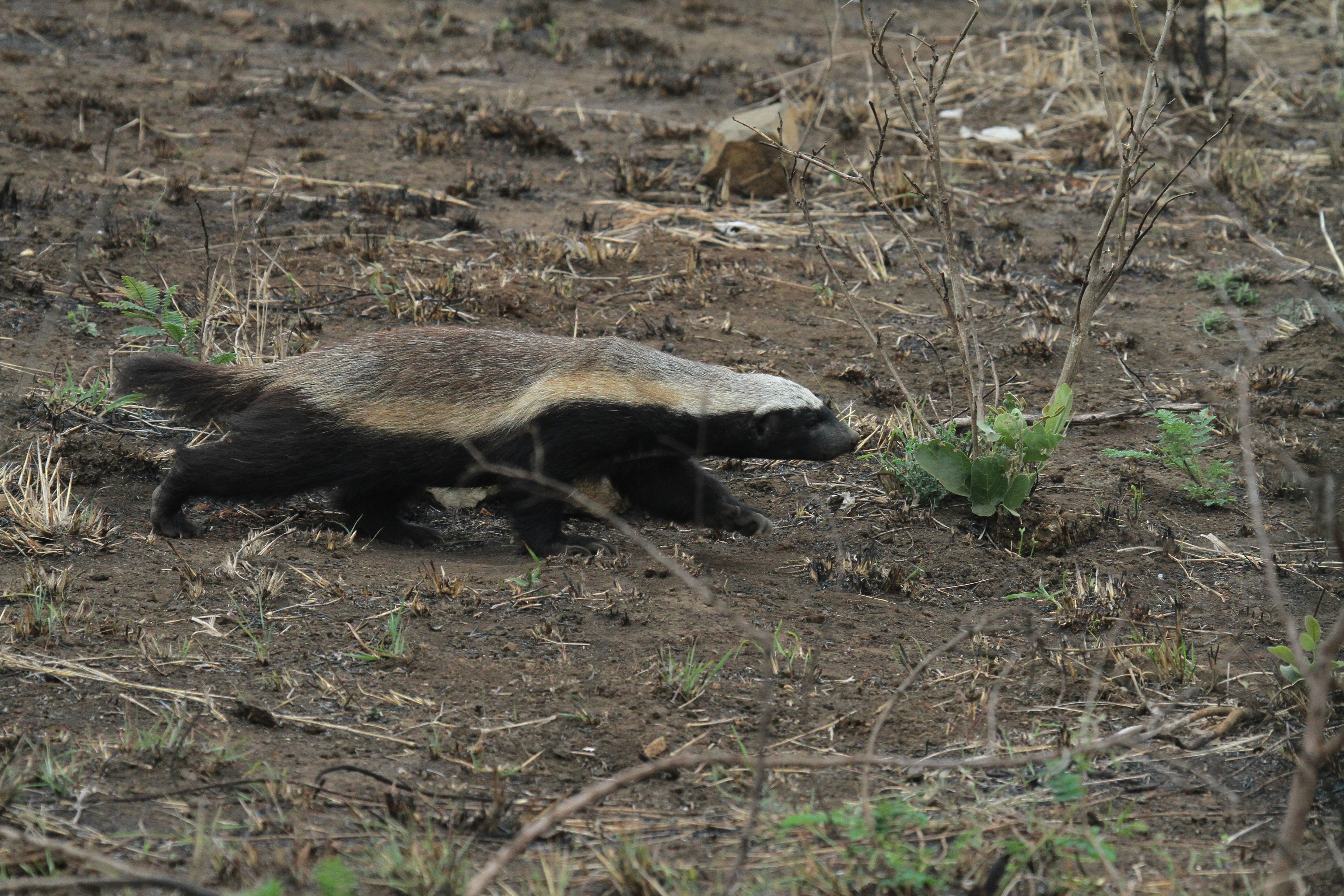 a badger walking across a dirt and grass covered field