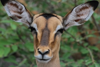 A close-up of a deer-like animal with large ears and a focused gaze, surrounded by green foliage in the background.
