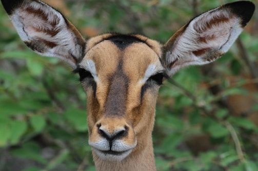 A close-up of a deer-like animal with large ears and a focused gaze, surrounded by green foliage in the background.
