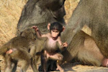 We are frequently visited by troops of baboons as they forage for food.