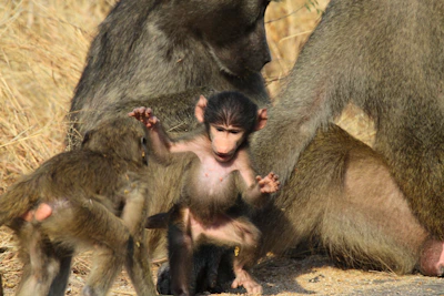 We are frequently visited by troops of baboons as they forage for food.