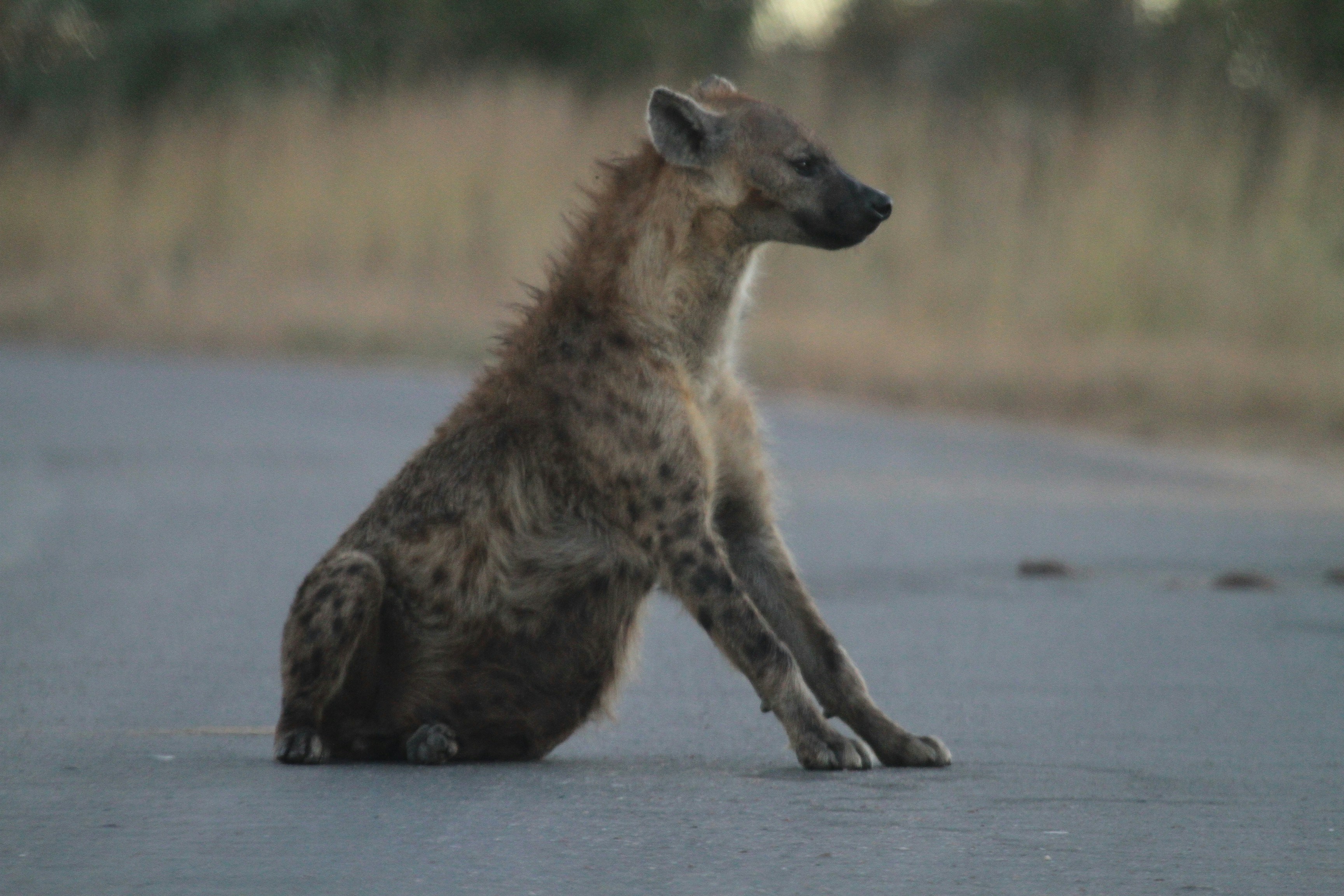 a spotted hyena sitting on the side of a road