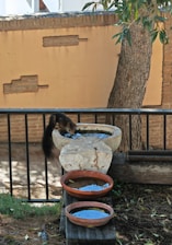 A small animal is drinking water from a stone basin situated in a garden. The basin is positioned on a low stone structure with additional clay pots below it, each containing water. The scene is framed by a wooden fence and a tree, with a brick wall in the background.
