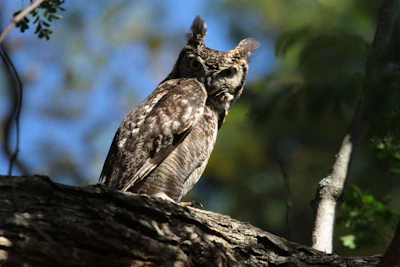 A great horned owl silently watching from a tree hollow at dusk.