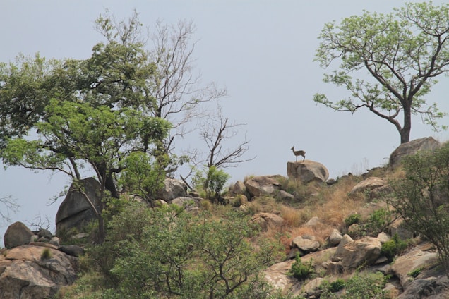 A serene landscape featuring a rocky hilltop with a lone animal, possibly an antelope or deer, standing on a large rock. The scene is framed by lush green trees, some of which are partially barren. The overall setting conveys a natural and tranquil wilderness.