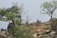 A serene landscape featuring a rocky hilltop with a lone animal, possibly an antelope or deer, standing on a large rock. The scene is framed by lush green trees, some of which are partially barren. The overall setting conveys a natural and tranquil wilderness.