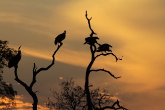 A silhouette of a vulture perched on a broken fence at dusk.