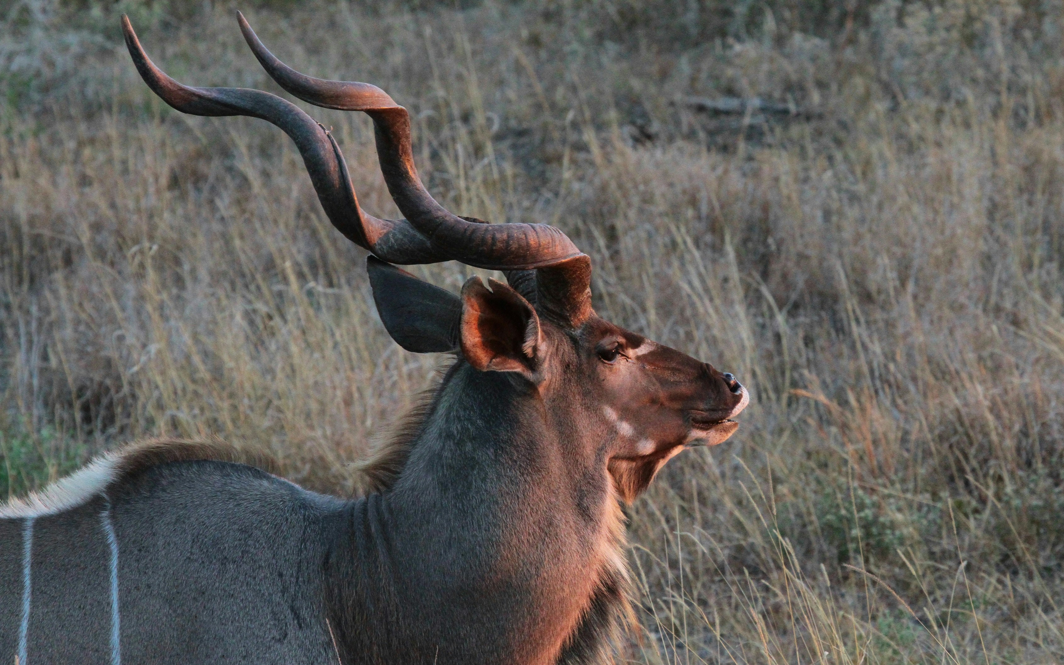 an antelope with large horns standing in a field