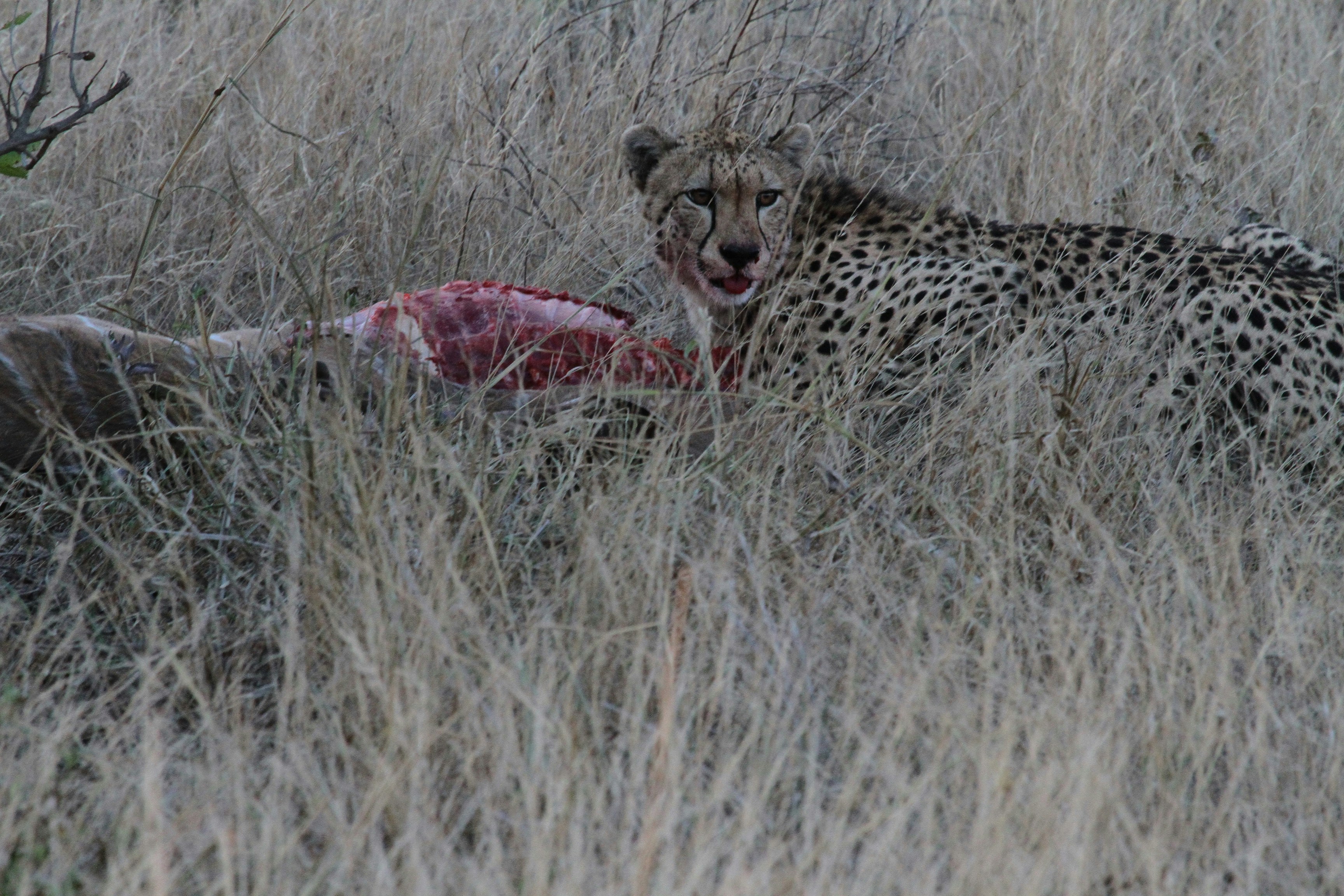 When Hunting Becomes Impossible (image credits: unsplash)