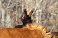 A close-up view of an animal with curved horns, partially obscured by another animal with brown fur. The background consists of blurred, leafless trees, creating a natural setting.