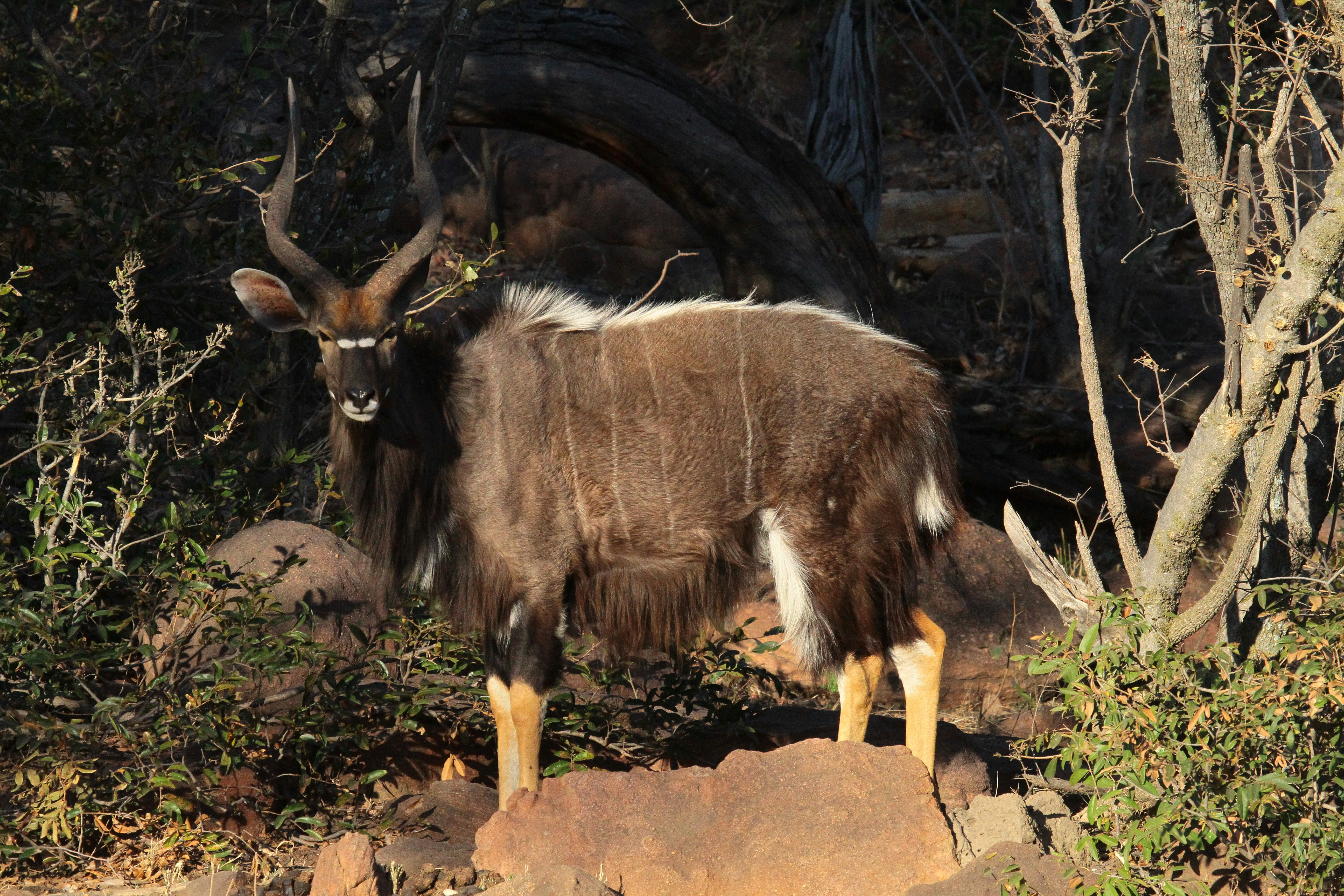 The Tibetan Gazelle: A Symbol of Resilience in the High Altitudes