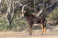 A sable antelope stands majestically in a natural environment surrounded by trees and bushes. Its large, curved horns and dark brown coat are highlighted by the sunlight.
