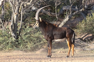 A sable antelope stands majestically in a natural environment surrounded by trees and bushes. Its large, curved horns and dark brown coat are highlighted by the sunlight.