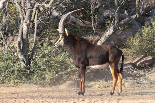 A sable antelope stands majestically in a natural environment surrounded by trees and bushes. Its large, curved horns and dark brown coat are highlighted by the sunlight.