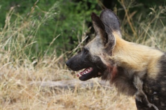 A close-up profile of an African wild dog with distinctive markings, including large, bat-like ears and a mottled coat of brown, black, and tan. The dog appears to be standing in a natural, arid environment with dry grass and some green shrubbery in the background.