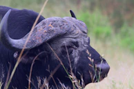 Close-up of a buffalo with a colorful tag on its ear standing near a water trough.