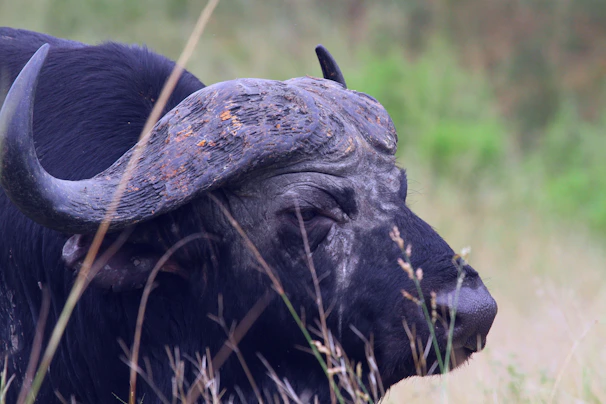 Close-up of a buffalo with a traditional Indian village backdrop.