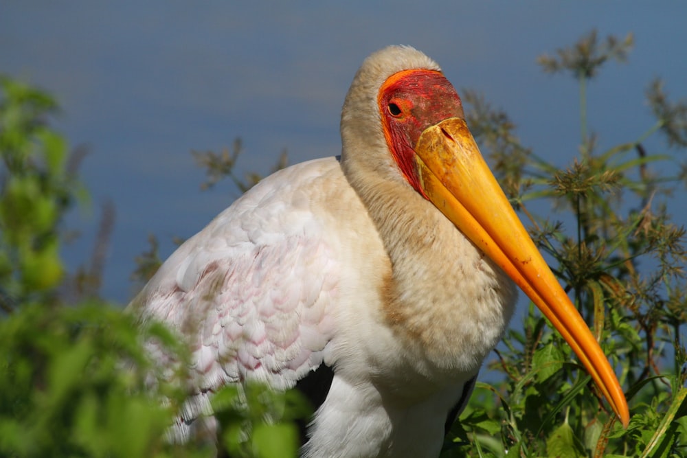 a large white bird with a long orange beak