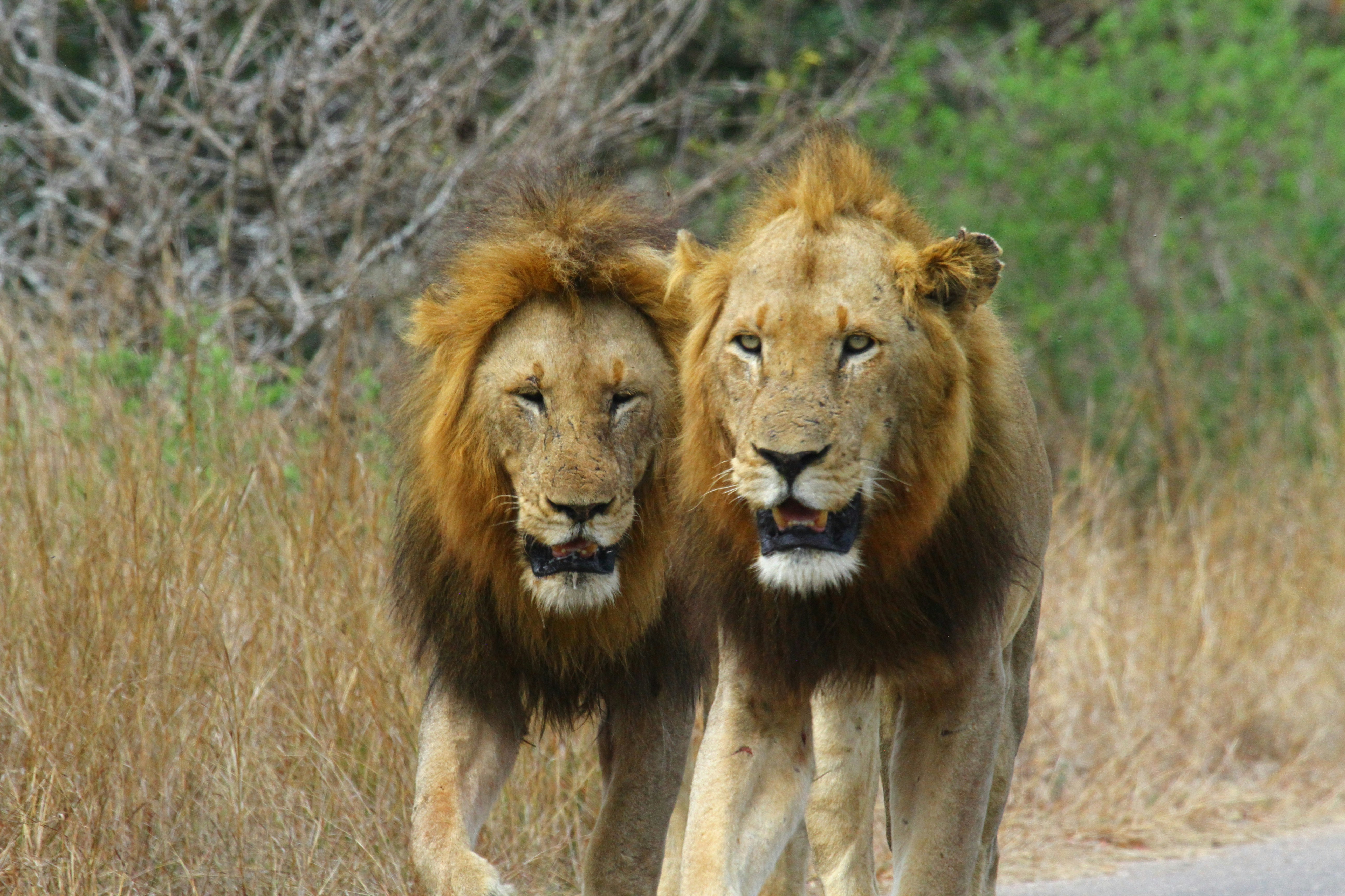 13. Males Form Brotherhoods (image credits: unsplash)