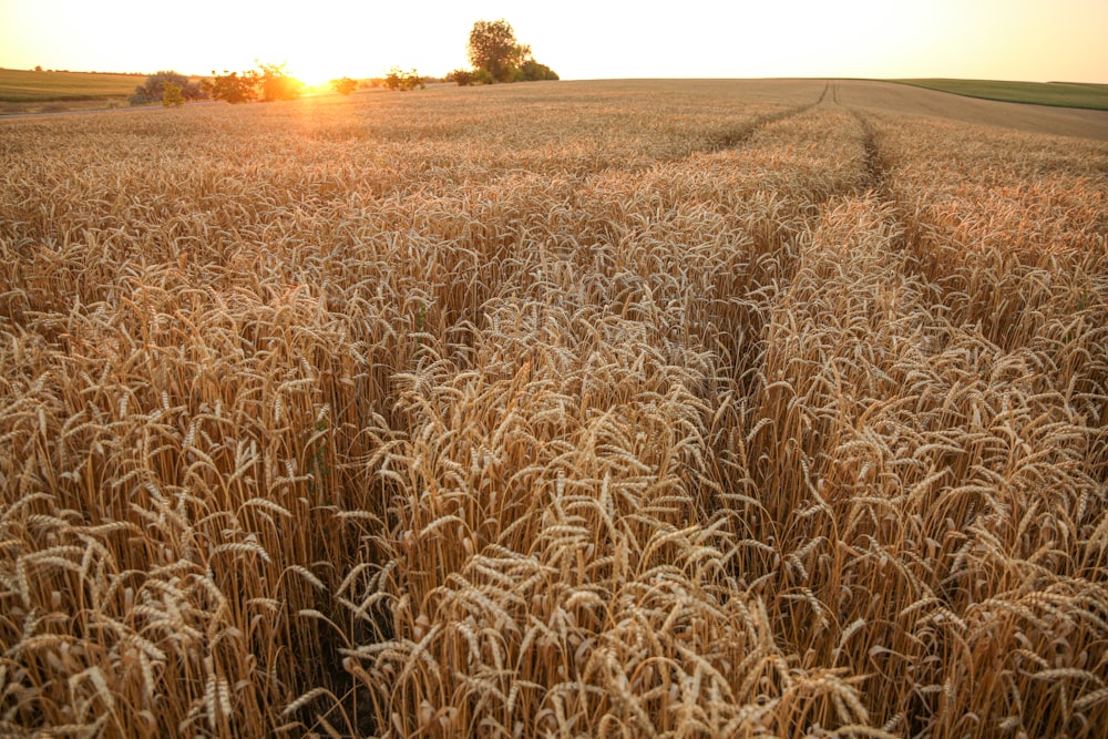 a field of wheat with the sun setting in the background
