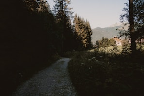 Quiet pathway through pine trees leading to charming chalets