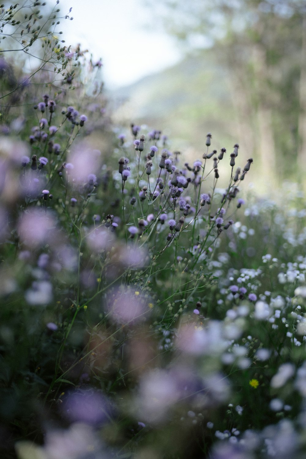 a bunch of flowers that are in the grass