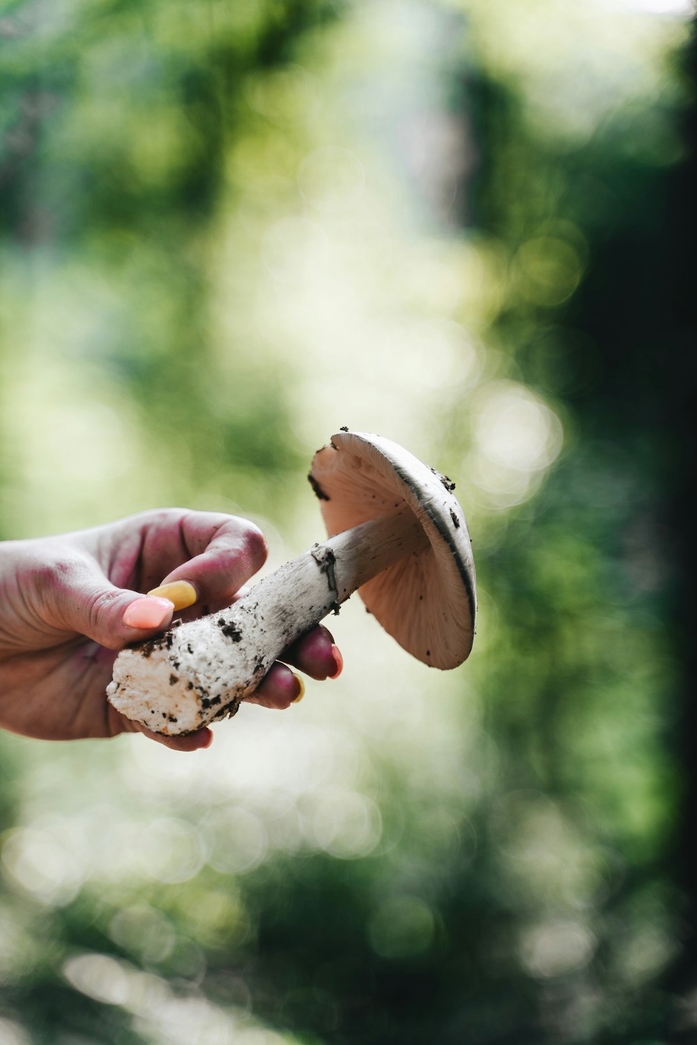 a person holding a mushroom in their hand