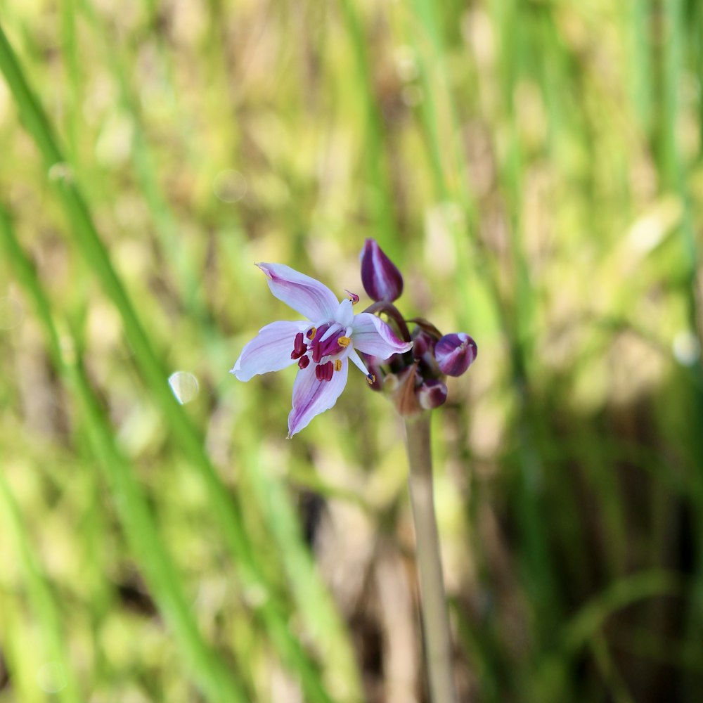 uma flor roxa e branca em uma área gramada