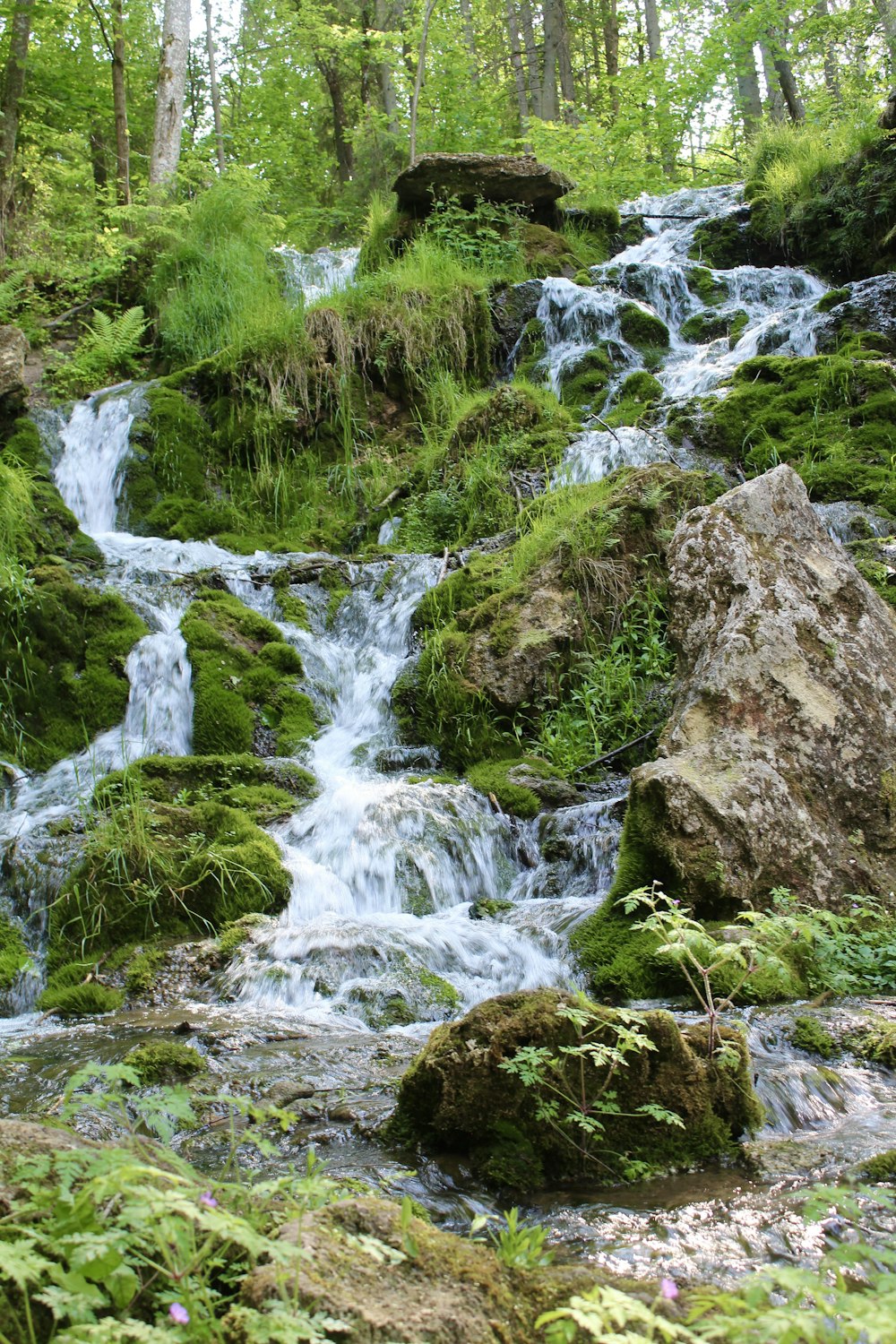 a stream of water running through a lush green forest