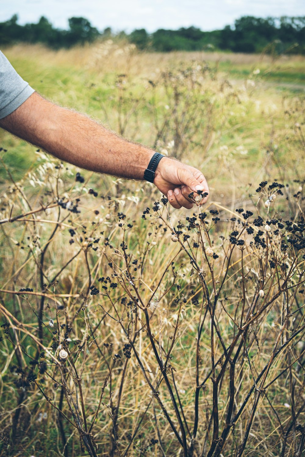 a hand reaching for a plant in a field