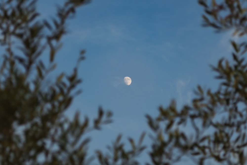 a half moon seen through the branches of a tree