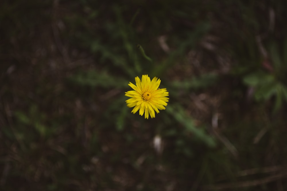 a single yellow flower sitting in the middle of a field