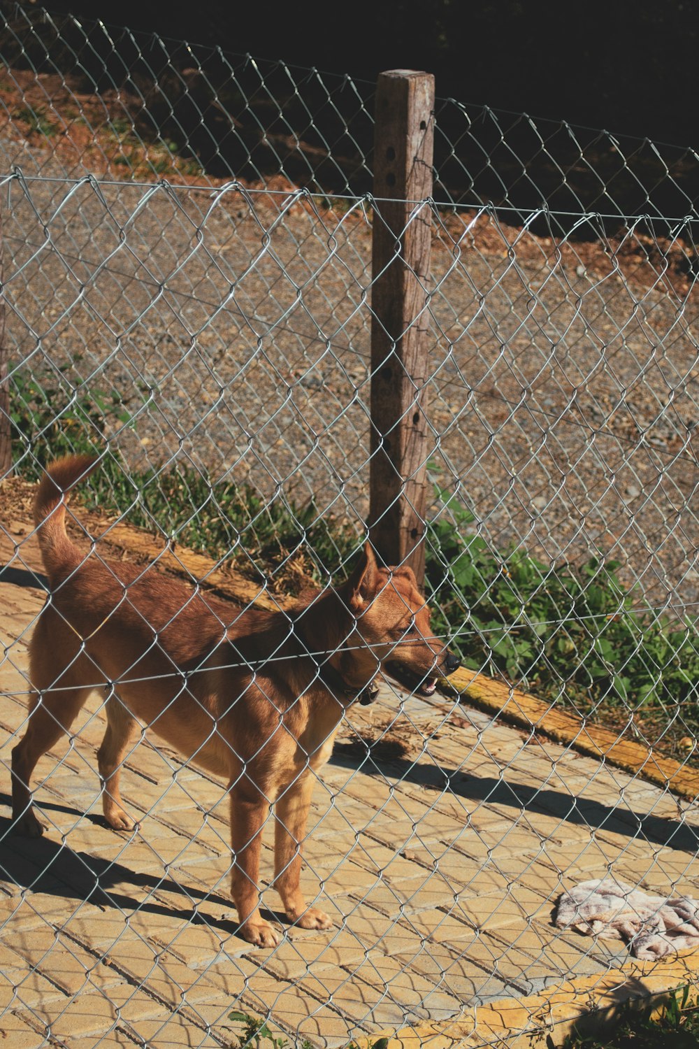 a brown dog standing next to a fence