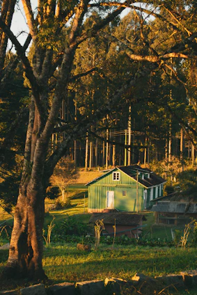 Cozy rustic house nestled among lush green trees under a soft morning light.
