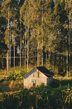 A small wooden house is nestled amidst tall trees and lush greenery. The scene is illuminated by warm, golden sunlight, highlighting the natural surroundings. Dense forest looms in the background while banana plants and shrubs flourish around the house.