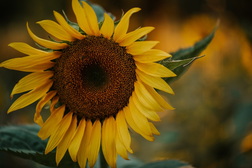 a large yellow sunflower with green leaves